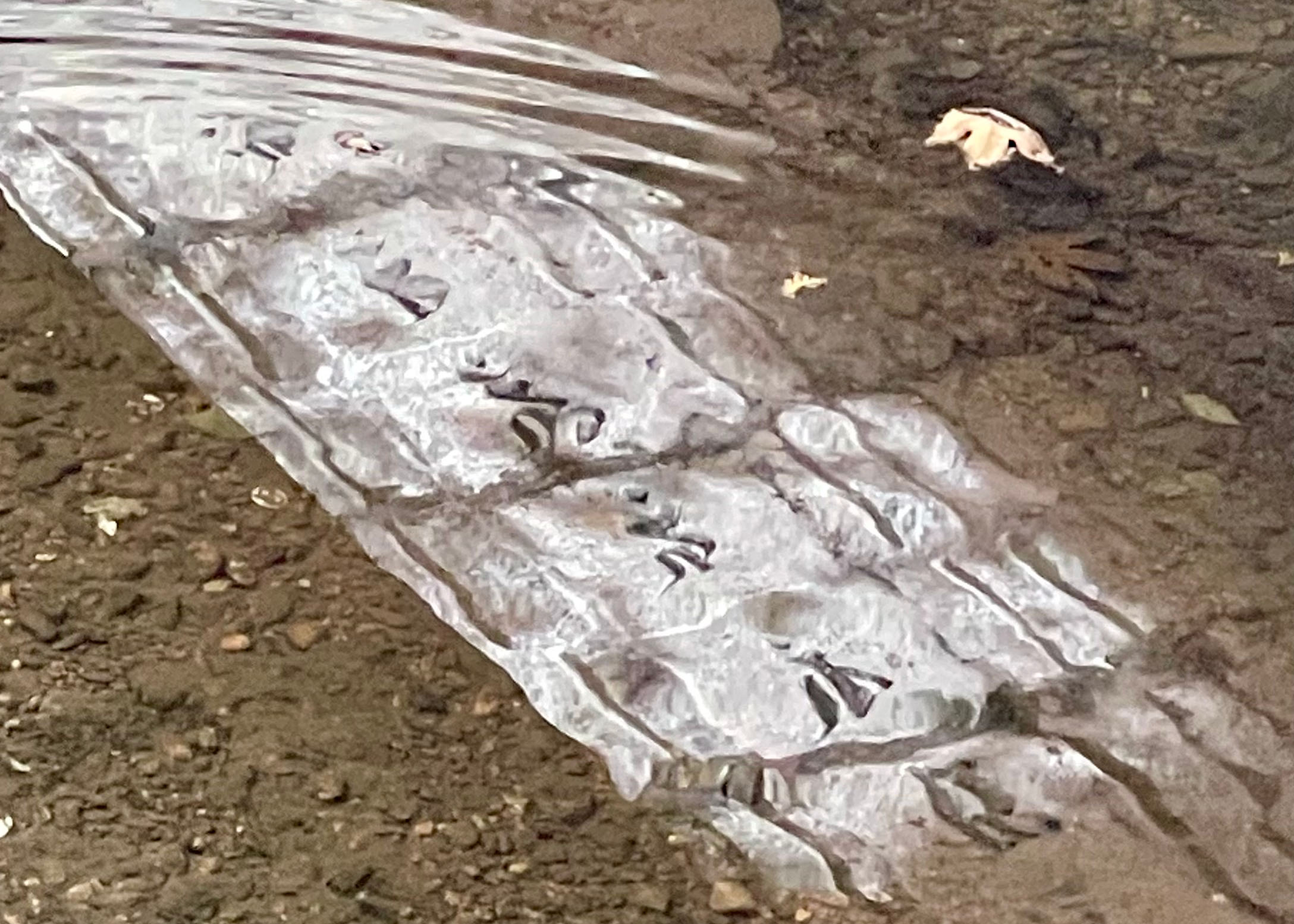 View of sanskrit seed letters reflected on water